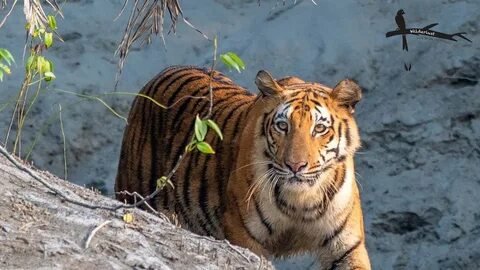 Madhya Pradesh Wildlife Tiger